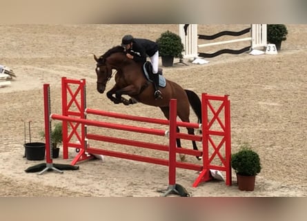 BWP (cheval de sang belge), Jument, 16 Ans, 175 cm, Bai brun
