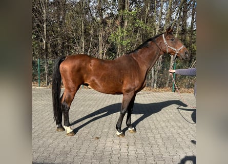 BWP (cheval de sang belge), Jument, 20 Ans, 168 cm, Bai