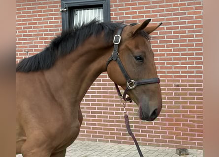 BWP (cheval de sang belge), Jument, 2 Ans, 151 cm, Bai