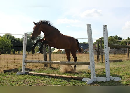 BWP (cheval de sang belge), Jument, 2 Ans, 170 cm, Bai