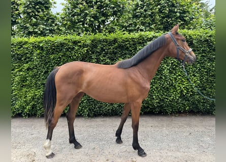 BWP (cheval de sang belge), Jument, 2 Ans, Bai