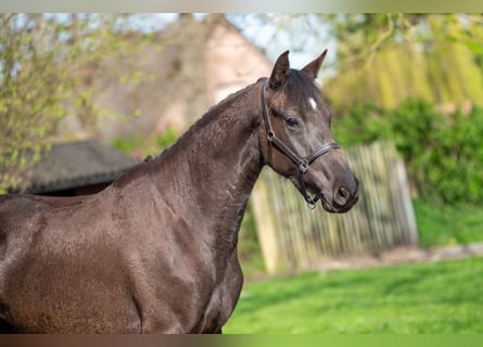 BWP (cheval de sang belge), Jument, 3 Ans, 160 cm