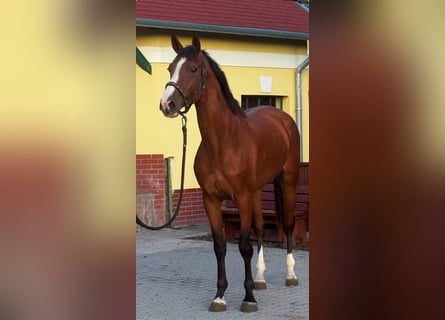 BWP (cheval de sang belge), Jument, 3 Ans, 170 cm, Bai
