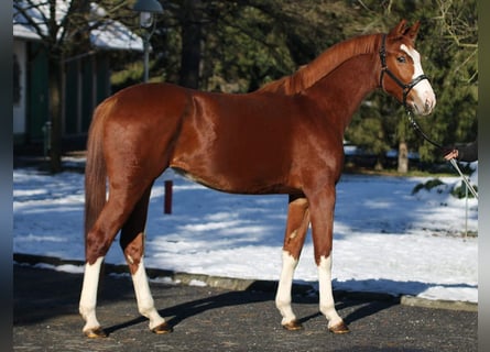 BWP (cheval de sang belge), Jument, 4 Ans, 168 cm, Alezan