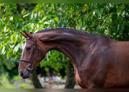 BWP (cheval de sang belge), Jument, 4 Ans, 170 cm, Bai