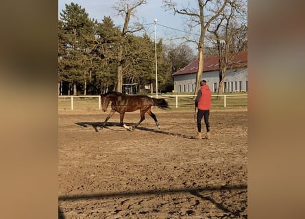 BWP (cheval de sang belge), Jument, 4 Ans, 175 cm, Bai