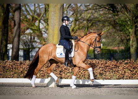 BWP (cheval de sang belge), Jument, 5 Ans, 165 cm, Alezan