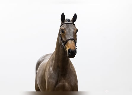 BWP (cheval de sang belge), Jument, 5 Ans, 168 cm, Bai