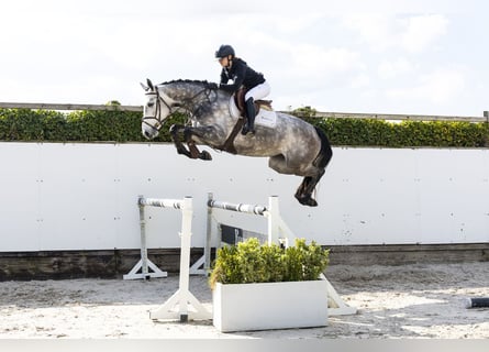 BWP (cheval de sang belge), Jument, 5 Ans, 168 cm