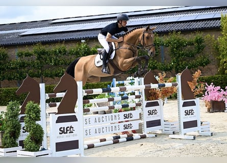 BWP (cheval de sang belge), Jument, 6 Ans, 164 cm, Bai