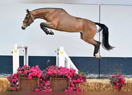 BWP (cheval de sang belge), Jument, 6 Ans, Rouan bleu