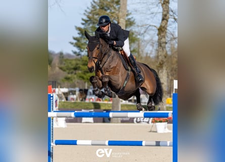 BWP (cheval de sang belge), Jument, 7 Ans, 166 cm, Bai cerise