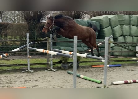 BWP (cheval de sang belge), Jument, 7 Ans, 167 cm, Bai