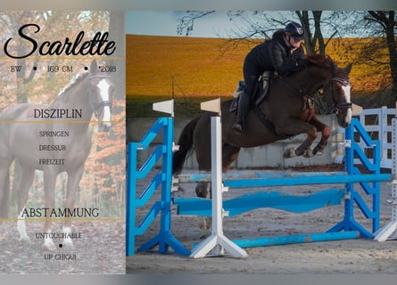 BWP (cheval de sang belge), Jument, 7 Ans, 170 cm, Alezan brûlé