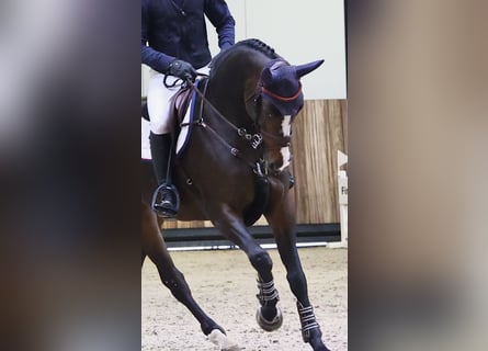 BWP (cheval de sang belge), Jument, 7 Ans, 172 cm, Bai brun