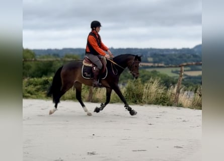 BWP (cheval de sang belge), Jument, 8 Ans, 143 cm, Bai brun foncé