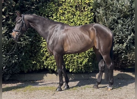 BWP (cheval de sang belge), Jument, 8 Ans, 169 cm, Bai brun