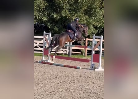 BWP (cheval de sang belge), Jument, 9 Ans, 144 cm, Bai brun foncé