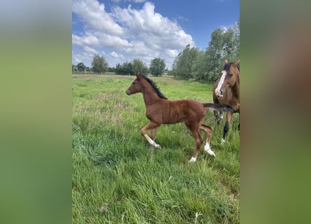 BWP (cheval de sang belge), Jument, , Bai