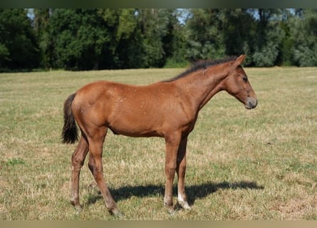 BWP (cheval de sang belge), Jument, Poulain (04/2026), Bai