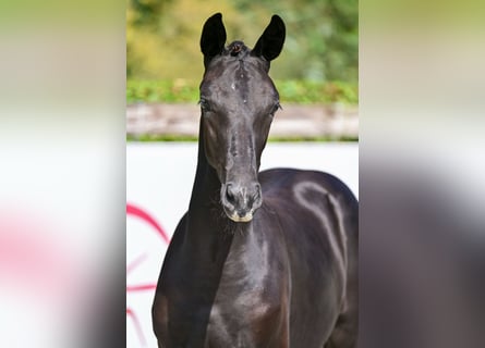 BWP (cheval de sang belge), Jument, Poulain (05/2026), Noir
