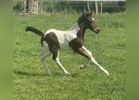 BWP (cheval de sang belge), Jument, Poulain (05/2026), Pinto