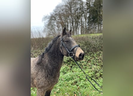 Caballo ""Curly"", Caballo castrado, 7 años, 143 cm