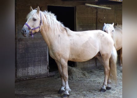 Caballo ""Curly"", Caballo castrado, 7 años, 150 cm, Dunalino (Cervuno x Palomino)