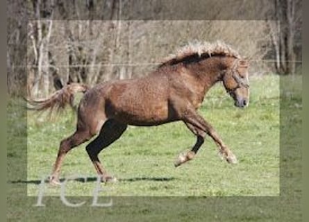 Caballo ""Curly"", Semental, 10 años, 152 cm, Alazán-tostado