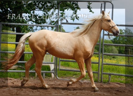 Caballo ""Curly"", Semental, 3 años, 150 cm, Palomino