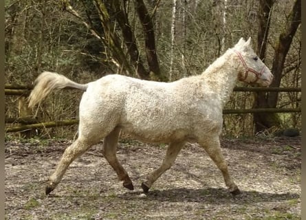 Caballo ""Curly"", Yegua, 15 años, 148 cm, Tordo