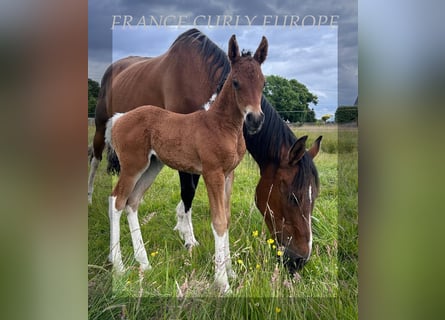 Caballo ""Curly"", Yegua, 1 año, 150 cm, Castaño rojizo