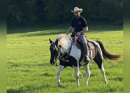 Caballo ""Curly"", Yegua, 7 años, 155 cm, Negro