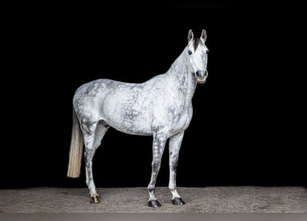 Caballo alemán, Caballo castrado, 10 años, 168 cm, Tordo rodado