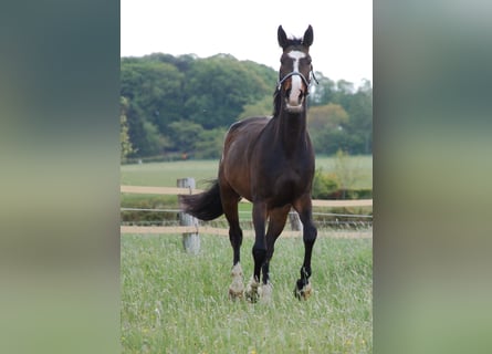 Caballo alemán, Caballo castrado, 10 años, 173 cm, Castaño oscuro