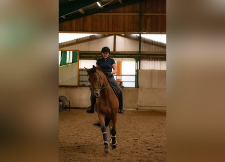Caballo alemán, Caballo castrado, 10 años, 174 cm, Castaño