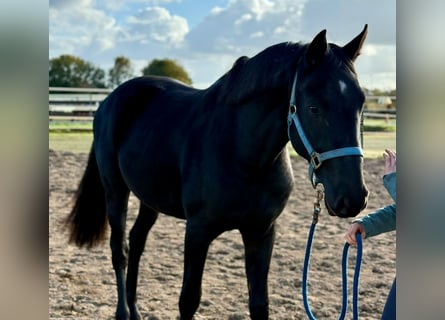 Caballo alemán, Caballo castrado, 2 años, 155 cm, Negro