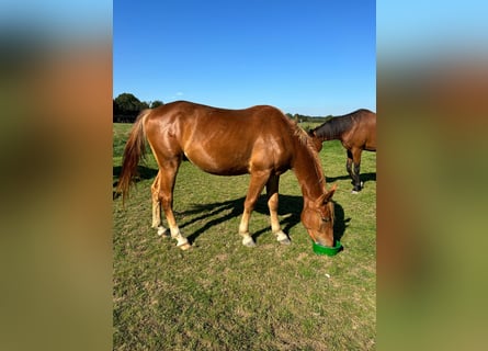 Caballo alemán, Caballo castrado, 3 años, 163 cm, Alazán