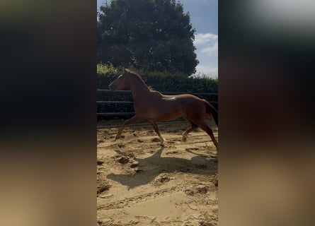 Caballo alemán, Caballo castrado, 3 años, 164 cm, Alazán-tostado