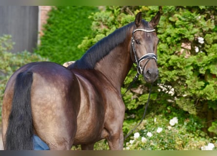 Caballo alemán, Caballo castrado, 3 años, 164 cm, Morcillo