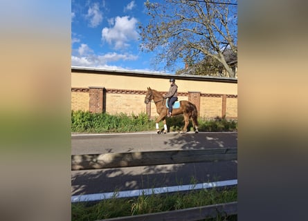 Caballo alemán, Caballo castrado, 3 años, 165 cm, Alazán-tostado