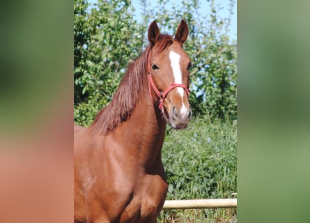 Caballo alemán, Caballo castrado, 3 años, Alazán