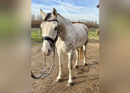 Caballo alemán, Caballo castrado, 4 años, 167 cm, Tordo