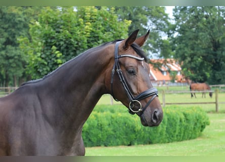 Caballo alemán, Caballo castrado, 4 años, 169 cm, Castaño oscuro