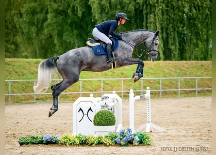 Caballo alemán, Caballo castrado, 4 años, 169 cm, Tordo