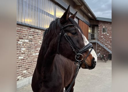 Caballo alemán, Caballo castrado, 4 años, 170 cm, Castaño oscuro