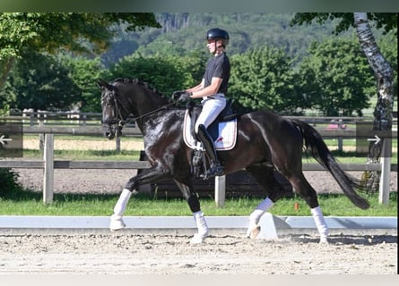 Caballo alemán, Caballo castrado, 4 años, 171 cm, Negro