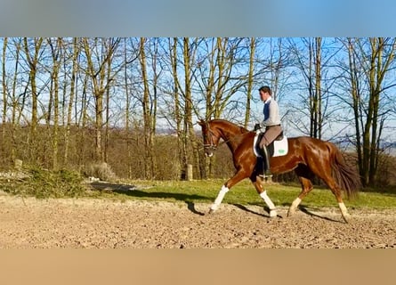 Caballo alemán, Caballo castrado, 4 años, 172 cm, Alazán