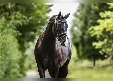 Caballo alemán, Caballo castrado, 5 años, 158 cm, Morcillo