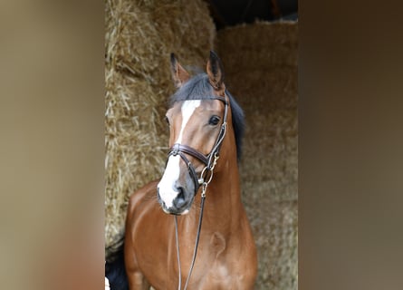 Caballo alemán, Caballo castrado, 5 años, 162 cm, Castaño